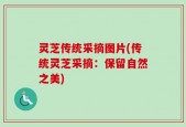 灵芝传统采摘图片(传统灵芝采摘：保留自然之美)