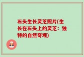 石头生长灵芝照片(生长在石头上的灵芝：独特的自然奇观)