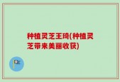 种植灵芝王琦(种植灵芝带来美丽收获)