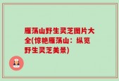 雁荡山野生灵芝图片大全(惊艳雁荡山：纵览野生灵芝美景)