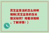 灵芝盆景活的怎么样啊视频(灵芝盆景的生长情况如何？观看该视频，了解详情！)