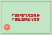 广西野生竹灵芝批发(广西批发野生竹灵芝)