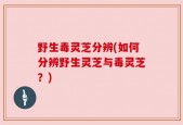 野生毒灵芝分辨(如何分辨野生灵芝与毒灵芝？)