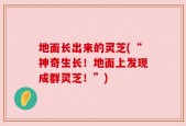地面长出来的灵芝(“神奇生长！地面上发现成群灵芝！”)