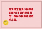 野生灵芝有多少种颜色的图片(多彩的野生灵芝：探秘不同颜色的奇妙之美。)