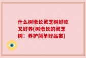 什么树墩长灵芝树好吃又好养(树墩长的灵芝树：养护简单好品尝)