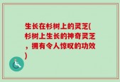 生长在杉树上的灵芝(杉树上生长的神奇灵芝，拥有令人惊叹的功效)