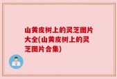 山黄皮树上的灵芝图片大全(山黄皮树上的灵芝图片合集)