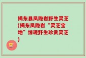 揭东县凤隐岩野生灵芝(揭东凤隐岩“灵芝宝地”惊现野生珍贵灵芝)