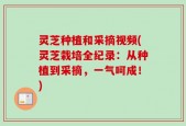 灵芝种植和采摘视频(灵芝栽培全纪录：从种植到采摘，一气呵成！)