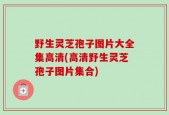 野生灵芝孢子图片大全集高清(高清野生灵芝孢子图片集合)