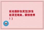 巨无霸野生灵芝(野生巨灵芝现身，震惊世界！)