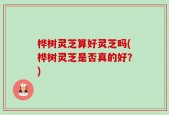 桦树灵芝算好灵芝吗(桦树灵芝是否真的好？)