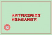 大树下的灵芝树(灵芝树生长在大树荫下)
