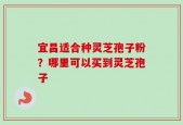 宜昌适合种灵芝孢子粉？哪里可以买到灵芝孢子