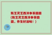 甄芝灵芝西洋参茶圆圆(甄芝灵芝西洋参茶圆圆，养生好滋味！)