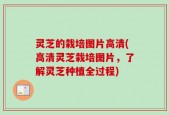 灵芝的栽培图片高清(高清灵芝栽培图片，了解灵芝种植全过程)