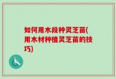 如何用木段种灵芝苗(用木材种植灵芝苗的技巧)