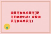 圆灵芝和半扇灵芝(灵芝的两种形态：完整圆灵芝和半扇灵芝)