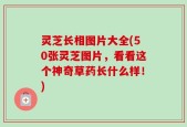 灵芝长相图片大全(50张灵芝图片，看看这个神奇草药长什么样！)
