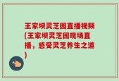 王家坝灵芝园直播视频(王家坝灵芝园现场直播，感受灵芝养生之道)