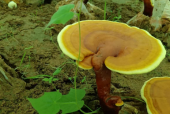 灵芝孢子粉最佳吃时间？这个绝大多数人都没在意！