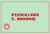 灵芝近海(海上采摘灵芝，新鲜到你味蕾)