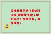 放慢看灵芝孢子粉诞生过程(观察灵芝孢子粉的诞生：慢慢生长，缓慢成型)