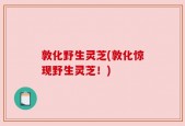 敦化野生灵芝(敦化惊现野生灵芝！)