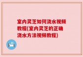 室内灵芝如何浇水视频教程(室内灵芝的正确浇水方法视频教程)