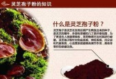 灵芝孢子粉如何挑选？