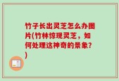 竹子长出灵芝怎么办图片(竹林惊现灵芝，如何处理这神奇的景象？)