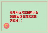 福建大山灵芝图片大全(福建山区生态灵芝饱满实拍！)