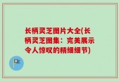 长柄灵芝图片大全(长柄灵芝图集：完美展示令人惊叹的精细细节)