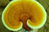 破壁灵芝孢子粉禁忌人群，这几类人要注意了！