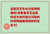 盆栽灵芝生长过程视频播放(观察着灵芝盆栽的成长如何通过沉稳的时间跨越展现别样的生命力)