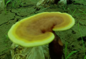 灵芝孢子粉对肾有益吗？简直是肾脏的良“药”