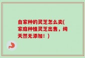 自家种的灵芝怎么卖(家庭种植灵芝出售，纯天然无添加！)