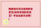 哪些地方可以找到野生灵芝(如何寻找野生灵芝？学会这些方法吧！)