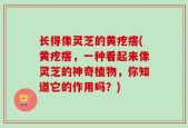 长得像灵芝的黄疙瘩(黄疙瘩，一种看起来像灵芝的神奇植物，你知道它的作用吗？)