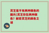 灵芝是不有两种颜色的图片(灵芝存在两种颜色？解密灵芝的颜色之谜