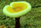 吃了灵芝孢子粉大便黑是为什么？副作用吗？