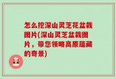 怎么挖深山灵芝花盆栽图片(深山灵芝盆栽图片，带您领略高原蕴藏的奇景)