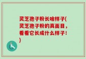 灵芝孢子粉长啥样子(灵芝孢子粉的真面目，看看它长成什么样子！)