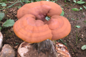 灵芝孢子粉可以天天喝吗？一定要仔细看这篇！