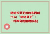 杨树长灵芝状的东西叫什么(“杨树灵芝”：一种神奇的植物形态)