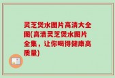 灵芝煲水图片高清大全图(高清灵芝煲水图片全集，让你喝得健康高质量)