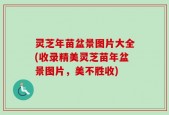 灵芝年苗盆景图片大全(收录精美灵芝苗年盆景图片，美不胜收)