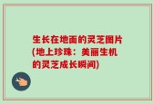 生长在地面的灵芝图片(地上珍珠：美丽生机的灵芝成长瞬间)