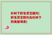 杉树下野生灵芝图片(野生灵芝照片在杉树下的美丽场景)